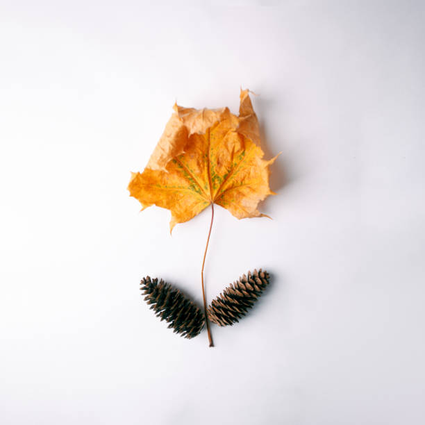 Canada  usiing maple leaves to represent Canadian flag
