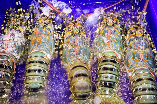 istock Fresh lobster is placed in a row on the refrigerated panel 1056205746