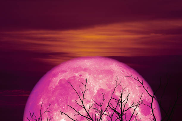 istock half pink moon back on silhouette branche tree in night sky 1056206112