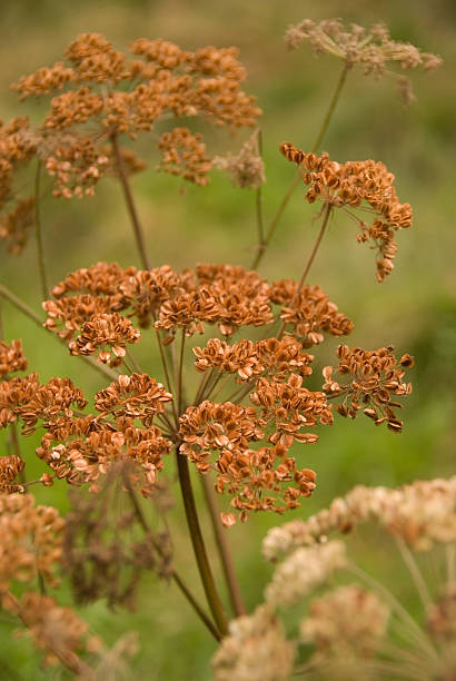 wnglish flores silvestres no outono - wnglish imagens e fotografias de stock