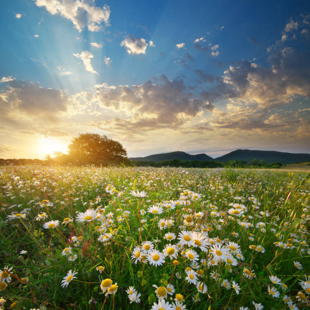 istock Spring daisy flowers  in meadow. 1056207858