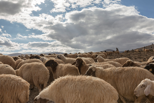 Flock of sheep with shepherd.