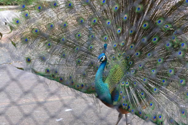 istock peacock showing its feathers. Beautiful peacock 1056208764
