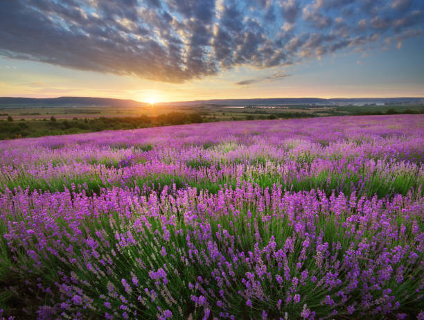 istock Meadow of lavender. 1056210080