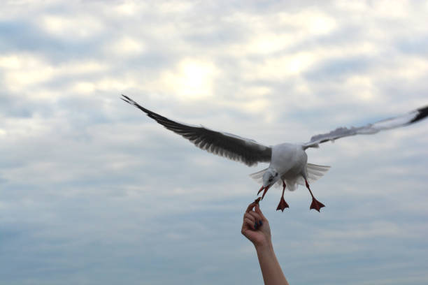 istock seagull spreading wings flying to eat crackling from  hand feeding 1056211162