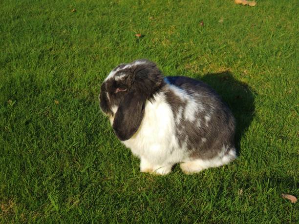istock Love Domestic Rabbits 1056215392