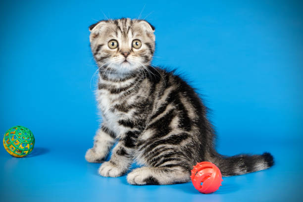 istock Scottish fold shorthair cat on colored backgrounds 1056215992