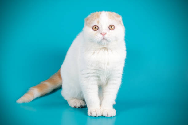 istock Scottish fold shorthair cat on colored backgrounds 1056216322