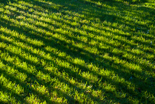 Beautiful shadows on home garden grass.