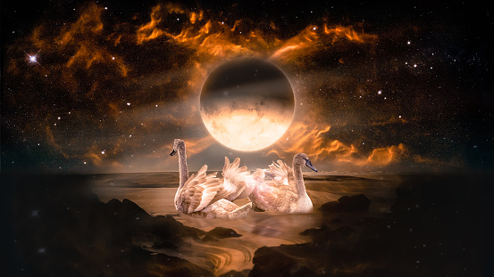 Couple of swans dancing in the landscape in fantasy alien planet sea with flaming moon and galaxy background.