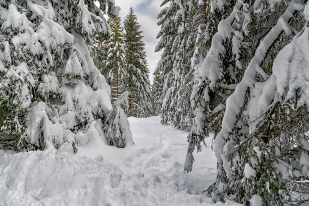 istock Winter landscape with snow covered trees. Winter nature magic landscape. Winter path in forest. Nature winter background. New Year card 1056218882
