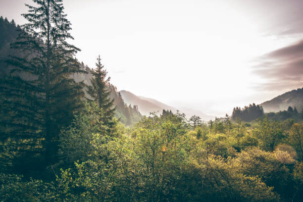Beautiful nature on a misty morning in Slovenia. Forest and mountains are around. Sun is rising.