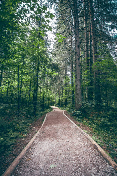 istock Footpath at Zelenci Springs in Slovenia 1056220488
