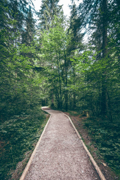 istock Footpath at Zelenci Springs in Slovenia 1056220490