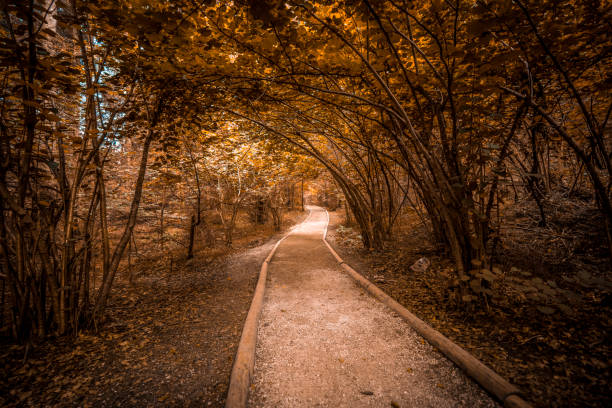 Footpath in a forest leading to Zelenci Springs in Slovenia.