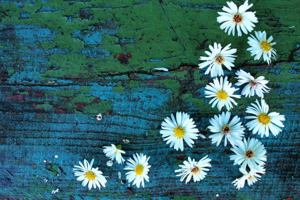 istock White autumn flowers on old wooden blue surface 1056221092