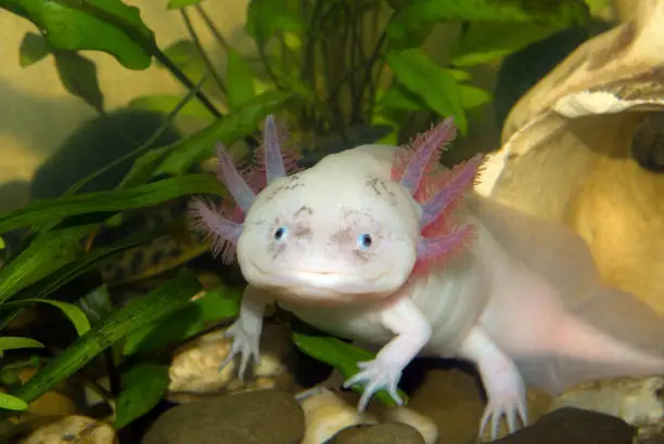 Photo of Underwater Axolotl portrait close up in an aquarium. Mexican walking fish. Ambystoma mexicanum.