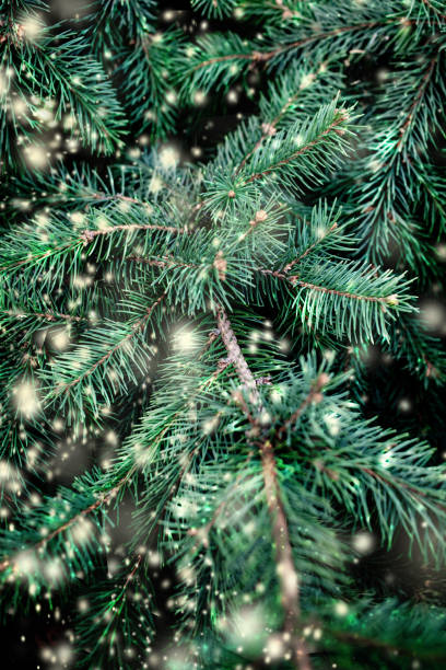 istock Merry Christmas Background with falling snowflakes and fir tree branches. Copy space.
