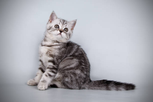 istock scottish straight shorthair cat 1056226524