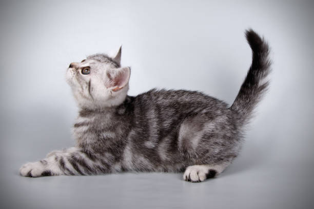 istock scottish straight shorthair cat 1056226988