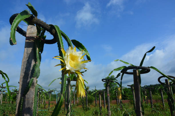 istock dragon fruits  flower, note  select focus with shallow depth of field 1056228792