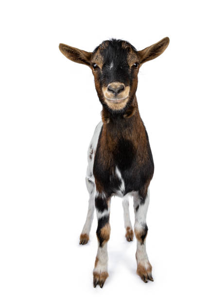 istock Funny smiling white, brown and black spotted pygmy goat standing front view looking curious to camera, isolated on white background 1056229040