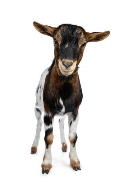 istock Funny white, brown and black spotted pygmy goat standing front view looking irritated to camera, isolated on white background 1056229042