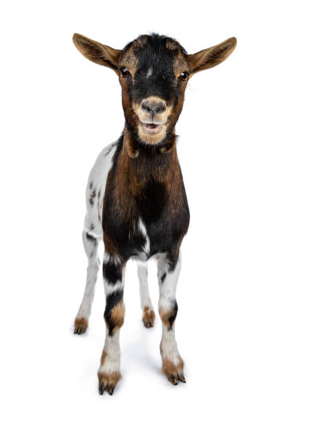 istock Funny white, brown and black spotted pygmy goat standing front view looking curious to camera with open mouth isolated on white background 1056229044