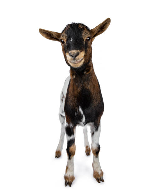 istock Funny smiling white, brown and black spotted pygmy goat standing front view looking curious to camera with tilted head, isolated on white background 1056229058