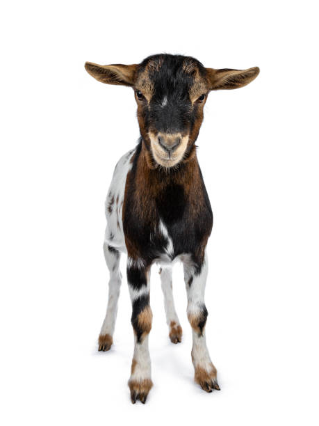istock Funny white, brown and black spotted pygmy goat standing front view looking curious to camera, isolated on white background 1056229076