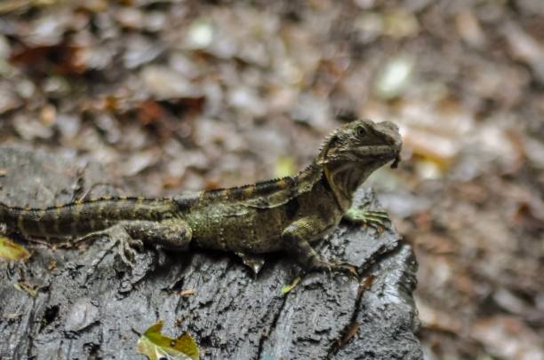 istock Reptile on a rock in Australia 1056229580