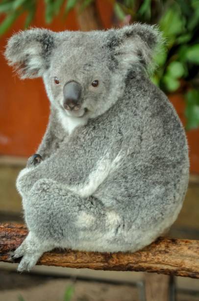 istock Koala posing for Photo, Australia 1056229584