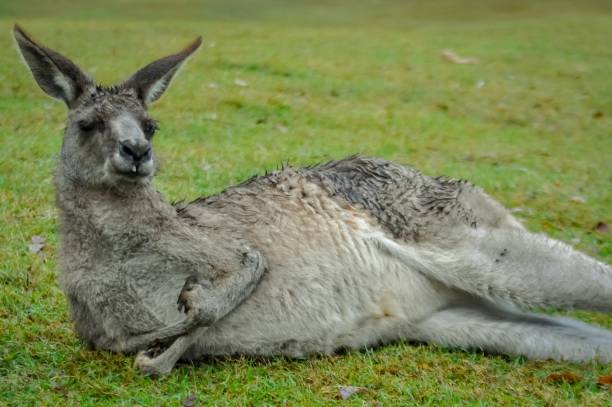 istock Kangaroo relaxing on the grass, Australia 1056229606