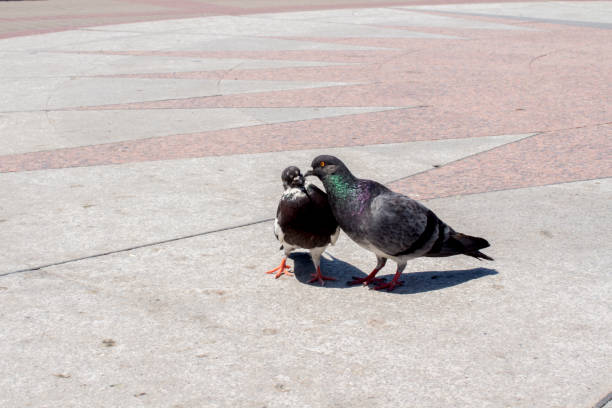 doves kissing in a park