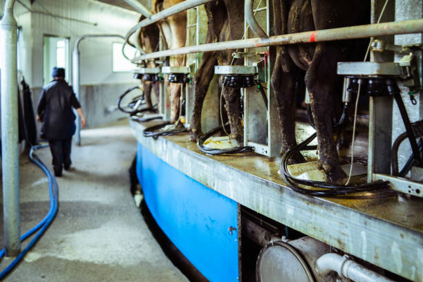 istock Working at dairy farm. 1056232602