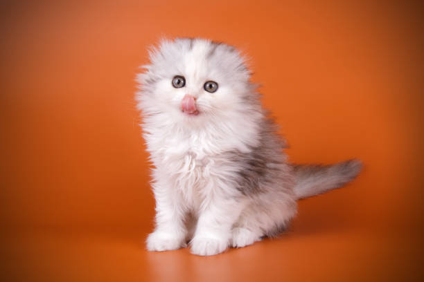 istock scottish fold longhair cat 1056233018