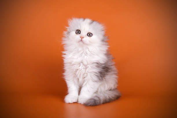studio photography of a scottish fold longhair cat on colored backgrounds