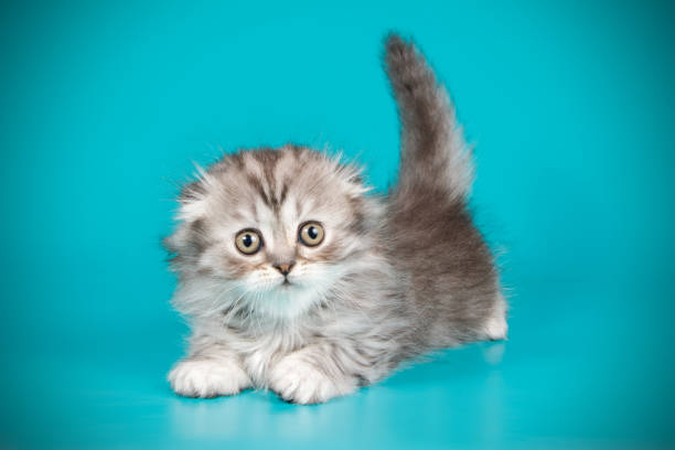 istock scottish fold longhair cat 1056233060