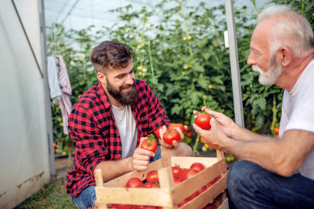 istock Two workers check harvest of tomato in greenhouse 1056235248