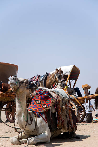 istock camels in  Egypt 105623551