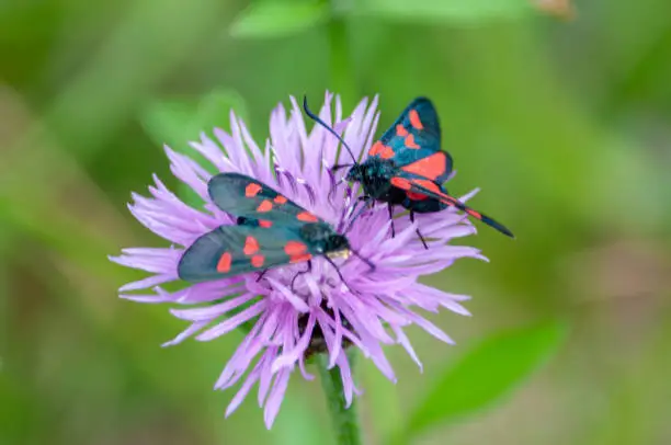Photo of Six-spot Burnet moth,Zygaena Filipendulae, on Knapweed