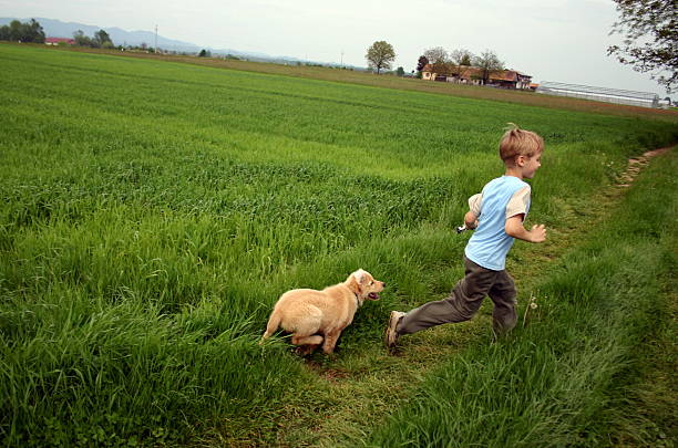 Boy and young golden retriever havin fun on the fields.