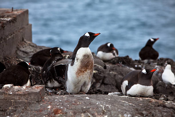 gentoo penguins in nestern voller kieselsteine hervor, der antarktis - pebble gentoo penguin antarctica penguin stock-fotos und bilder