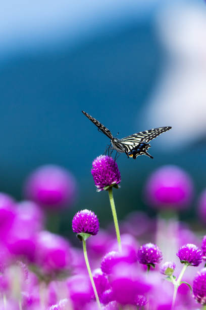 A hornaby man flies in search of flowers in the 1,000-year-old red flower garden in Nari Park, Yangju