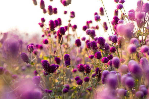 istock Globe amaranth beauty flower. 1056237868