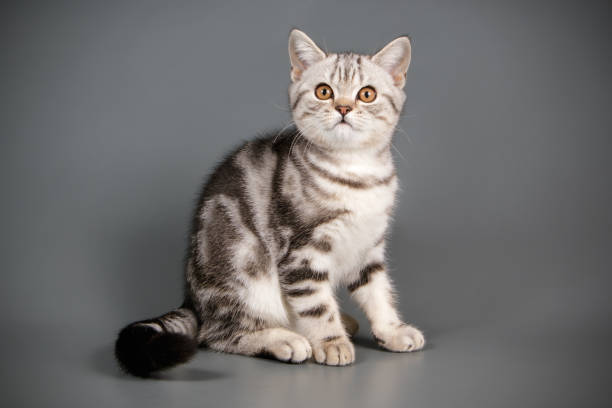 istock scottish straight shorthair cat 1056238578