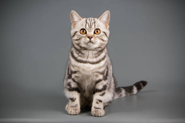istock scottish straight shorthair cat 1056238590