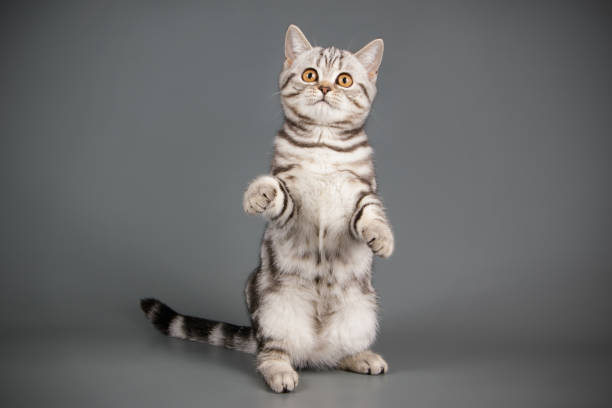 istock scottish straight shorthair cat 1056238714