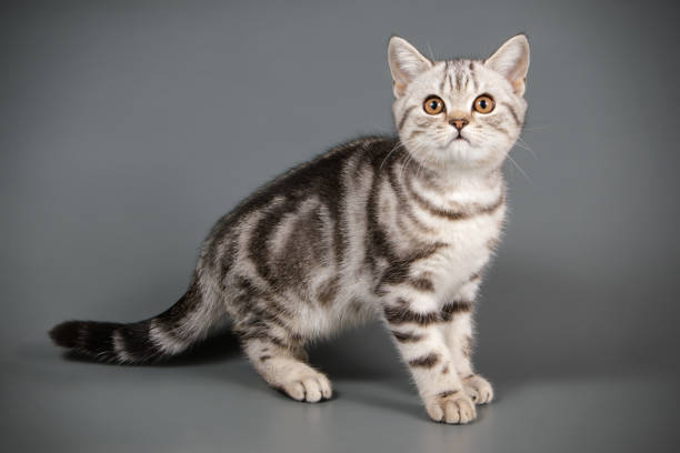 istock scottish straight shorthair cat 1056238716