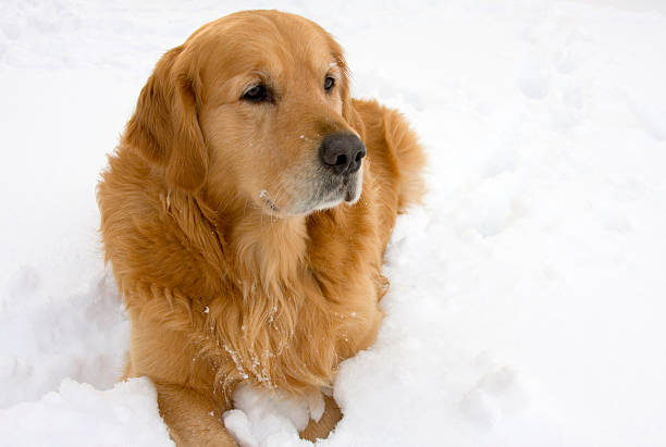 istock Dog in the snow. 105623878